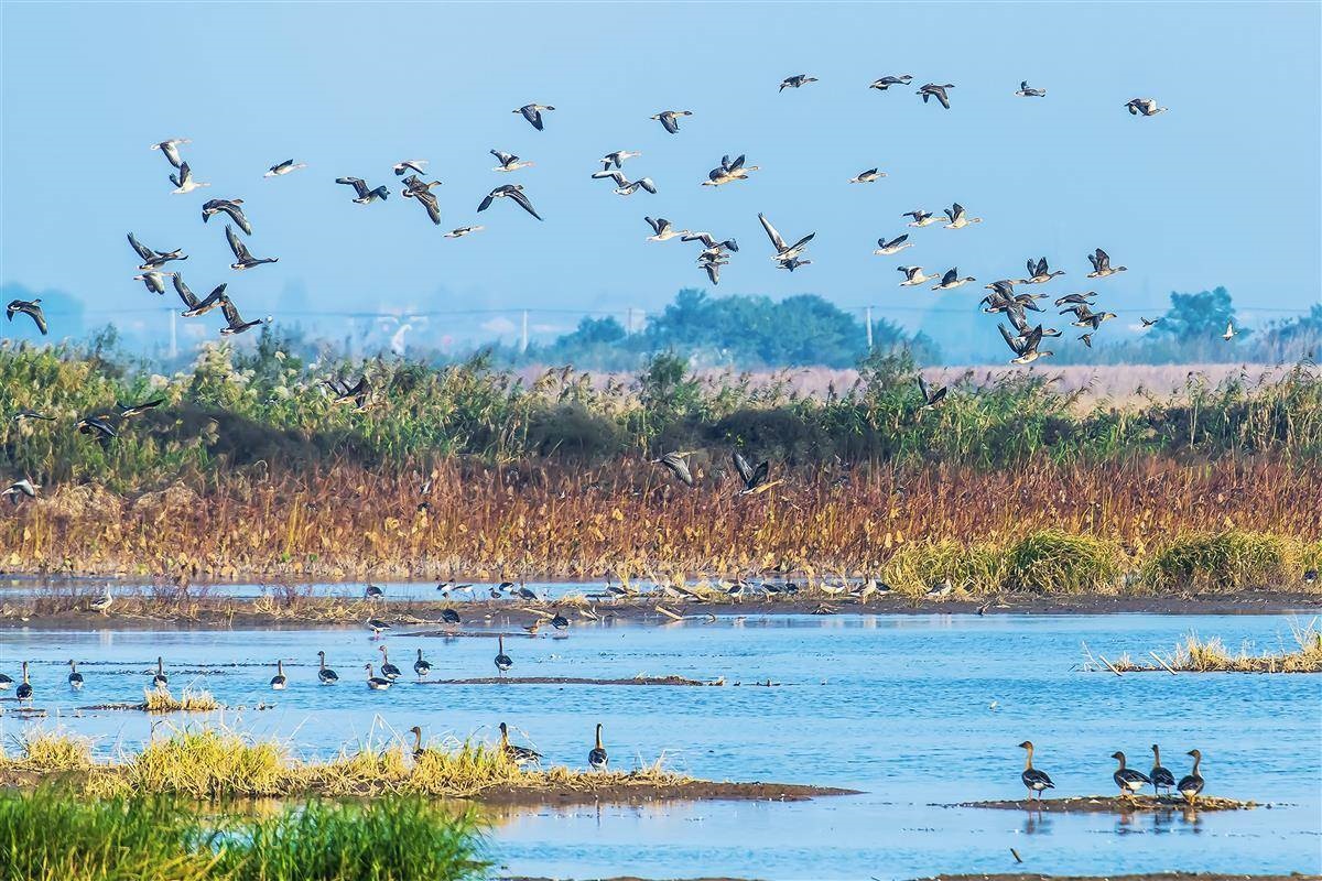 Honghu Wetland